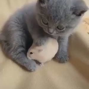 Meet your Posher, Peou